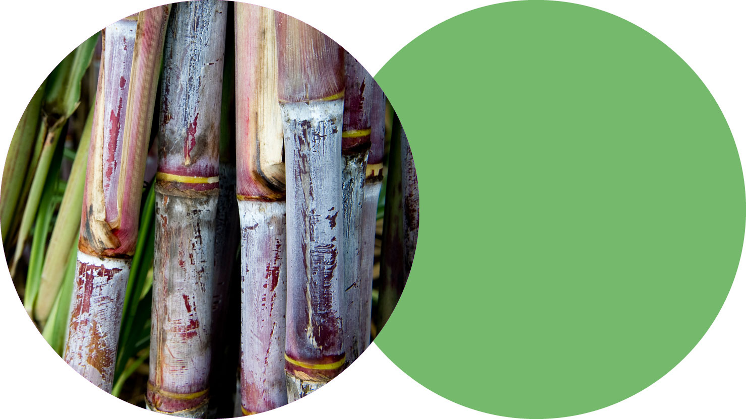 Sugar cane, the source of beta-farnesene